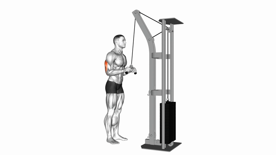 三头肌下压 | Triceps Pushdown